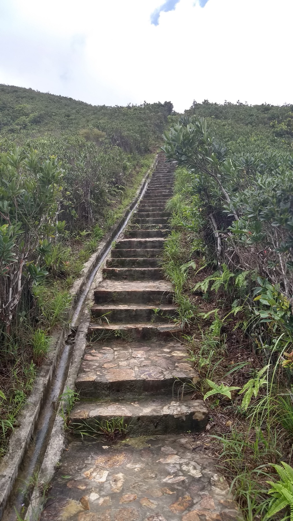 Stone steps climbing through dense vegetation on the Tai Tam trail