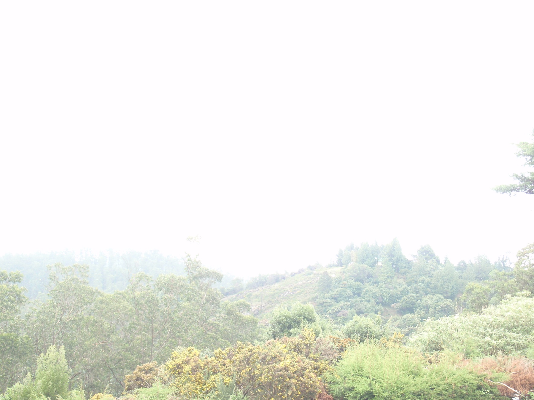 Misty layered hills in the Nilgiris near Ooty